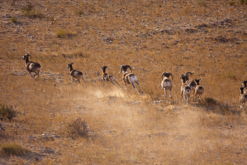 Argali